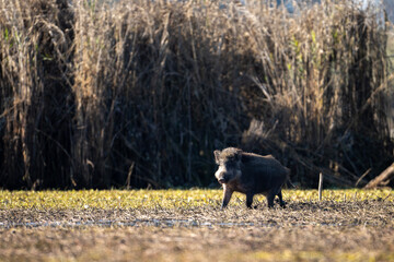 Wild boar in Wetland in Morning