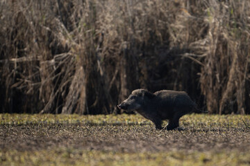 Wild boar in Wetland in Morning
