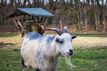Obraz premium Close up Portrait of a Goat - Capra Aegagrus Hircus - Goat - Cute - Funny - Portrait - Meadow - High quality