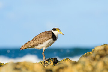 Masked lapwing (Vanellus miles) medium size bird, animal stands on a rock on the seashore, summer sunny day.