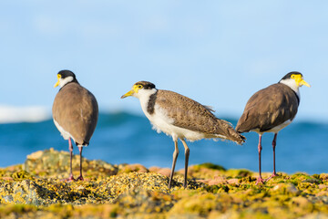Masked lapwing (Vanellus miles) medium size bird, animals stand on a rock on the seashore, summer sunny day.