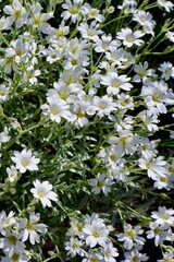 Tender flowers of white and green colour seen from top for backdrops and backgrounds