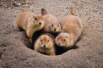 Präriehund - Erdhörnchen - Nagetier - Pelz - Pelzig - Tier - Animal - Cute Prairie Dog - Family - Groundhog - Genus Cynomys - Close Up - Meadow - High quality photo	