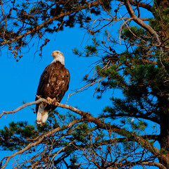 Bald Eagle Bird of Prey in Pine Tree Golden Light Sky