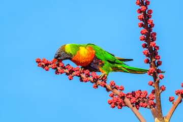 Rainbow lorikeet (Trichoglossus moluccanus) parrot, colorful small bird, animal sits high on a tree branch and eats blooming flowers.