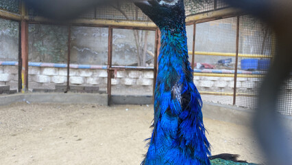 Beautiful peacock inside the cage
