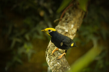 Bird is standing on the branch in zoo. Summer day in zoo.