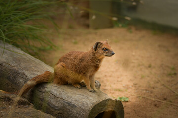 A mongoose is sitting in its enclosure at the zoo. Summer sunny day at the zoo. Happy animal in captivity	
