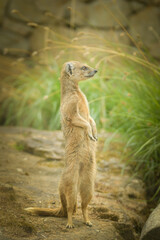 Fototapeta premium A mongoose is begging in its enclosure at the zoo. Summer sunny day at the zoo. Happy animal in captivity 