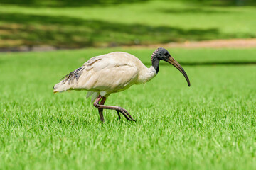Australian white ibis (Threskiornis molucca) a large bird with a black head and white plumage, the animal walks on the green grass in the park on a sunny day.