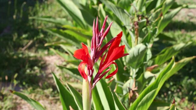Fresh bright red and orange Canna Lily Indica flowers in the garden on green grass background in summer