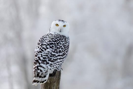 Owl in frosty morning. Snowy owl, Bubo scandiacus, perched on birch stump. Arctic owl looking over shoulder. Beautiful white polar bird with yellow eyes. Winter in wild nature. Isolated on white.