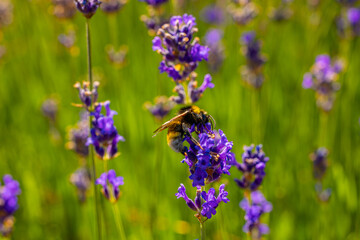 Im Garten und der Natur: Fotospaziergang im Juli