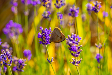 Im Garten und der Natur: Fotospaziergang im Juli