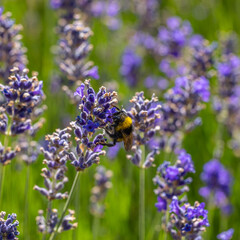Im Garten und der Natur: Fotospaziergang im Juli 2023