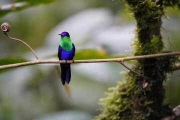 The crowned woodnymph or violet-crowned woodnymph (Thalurania colombica) is a species of...