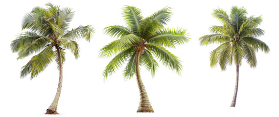collection coconut tree or palm tree PNG transparent background