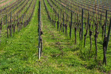 View of a vineyard in spring in Rheinhessen Germany