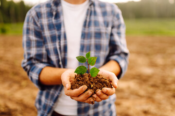 Farmer in his hands with a sprout of young wheat. The concept of gardening, agriculture.