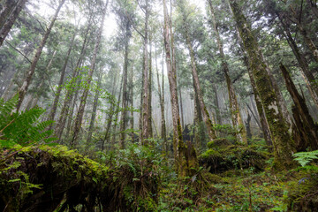 Foggy mist forest in Taipingshan
