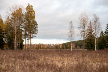 Obraz premium Twilight Hues Over a Grassland Clearing