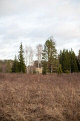 Birch and Pine Trees Standing Amidst Brown Grass