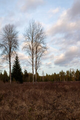 Bare Birch Trees Against a Winter Sky