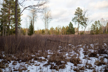 Bare Birch Trees Against a Winter Sky