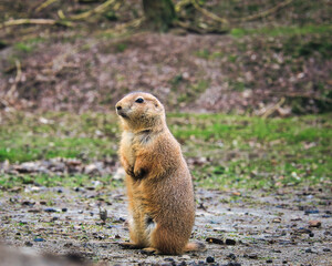 Präriehund - Erdhörnchen - Nagetier - Pelz - Pelzig - Tier - Animal - Cute Prairie Dog - Family - Groundhog - Genus Cynomys - Close Up - Meadow - High quality photo	