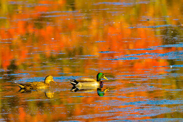 Mallard Ducks, Anas platyrhynchos, Allendale  NJ USA