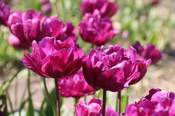 Hübsche Tulpen in Lila blühen in der Natur