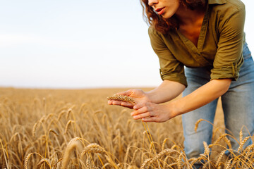 Wheat quality check. Farmer woman with ears of wheat in a wheat field.  Harvesting. Agribusiness....