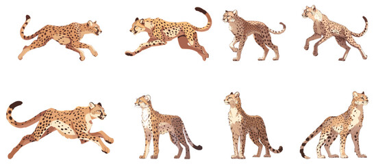 set of illustration of cheetahs in any several poses. isolated on background - obrazy, fototapety, plakaty