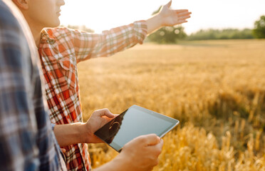 Two young farmers standing in wheat field examining crop holding tablet using internet. Modern agriculture technology. Smart farming concept.
