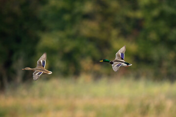 Mallard Ducks, Anas platyrhynchos, Allendale  NJ USA