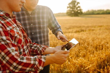 Two young farmers standing in wheat field examining crop holding tablet using internet. Modern agriculture technology. Smart farming concept.