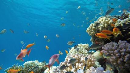 Underwater life in the ocean. Tropical fish.   
Ocean.