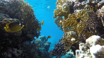 Naklejka na ściany i meble Underwater life in the ocean. Tropical fish. Ocean.
