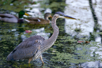 Great Blue Heron, Area hernias, Allendale NJ USA
