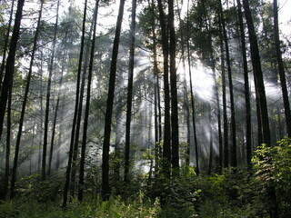 morning in the forest