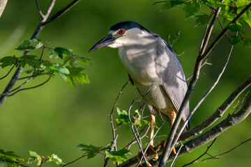 Black Crowned Night Heron Allendale NJ. USA