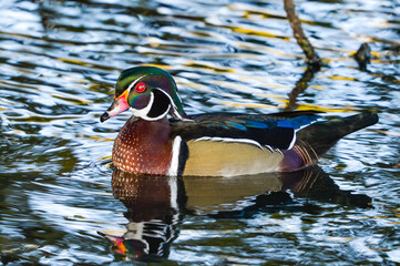 Wood Duck Allendale N.J. USA