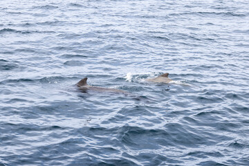 A serene capture of a pilot whale calf alongside its mother, swimming in the cool, undulating waters of the Norwegian Sea near Andenes, Norway