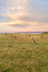 Kangaroos in the field at sunrise. Marsupials near the beach. Australia, NSW. Wild animals on an early morning field with a pink sky. Landscape with mammals and trees.