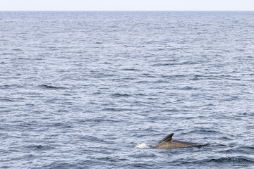Obraz premium A serene seascape showcasing a pilot whale calf gliding alongside its mother near Andenes, under a soft, overcast sky