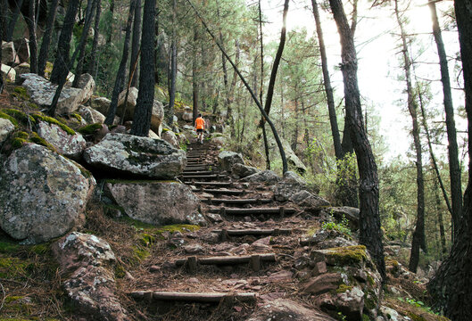 Person climbing stairs surrounded by pine trees in the protected landscape of Pinares de Rodeno, Albarrac&iacute;n, Teruel, Arag&oacute;n, Spain.