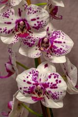 Orchid flowers (phalaenopsis) close-up