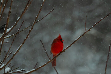 This beautiful red cardinal was perched in the limbs of a peach tree. No leaves were on the...