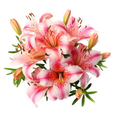 flower - Carnation Pink.Alstroemeria: Friendship and mutual support