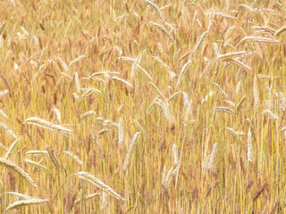 Close up of rye plants as nature background